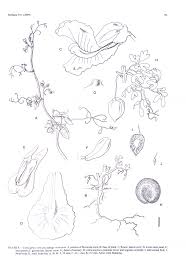 Image result for Corydalis mildbraedii