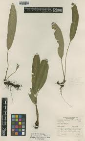 Image result for Elaphoglossum kivuense