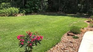 You don't want it to dry out, but you don't want to over water your grass and promote disease either. Centipede Grass Fertilizer What To Use And When Thriving Yard