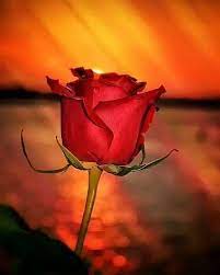 Rose Rosse Per Te Beautiful Rose Flowers Beautiful Flowers Wallpapers Beautiful Flowers