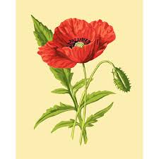 Image result for Poppy Red 1996 AAV