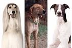 Hound Dog Breeds with Pictures and Breed Profiles.