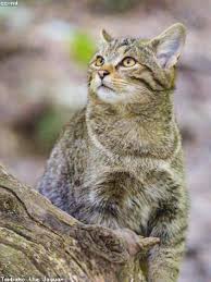 Rottz games offers jigsaw puzzles based on 2,400 photos and 35 themes, with a difficulty ranging from beginner (nine pieces. 7 Surprising Benefits Of Doing Jigsaw Puzzles For All Ages