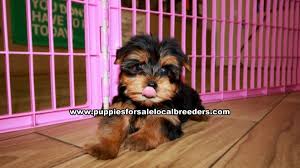 Please contact me for more fotos and info. Teacup Yorkie Puppies For Sale Georgia Atlanta At Lawrenceville Puppies For Sale Local Breeders