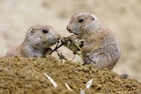 Image result for Cynomys ludovicianus obrázek