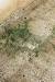 Liverwort