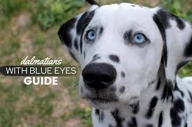 Are you looking for the best dalmatian breeder in texas (tx)? Dalmatians With Blue Eyes Guide The Low Down On This Breed Canine Bible