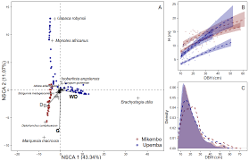 Image result for Uapaca robynsii