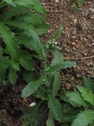 Image result for Eschenbachia