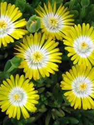 Maybe you would like to learn more about one of these? 30 Rock Garden Plants That Perform Like Rock Stars