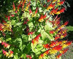 Image result for Mina lobata