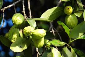 The fruit pulp and rind have long been used in asian countries as a condiment and food preservative. Garcinia Cambogia Does It Really Work Vitamine Malaysia