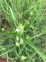 Image result for Pogonospermum ciliatum