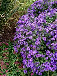 16 Flowering Perennials That Will Add Color To Your Garden From Spring To Fall Flowers Perennials Fall Perennials Perennials