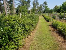 Here at rabbit ridge nursery, we have also noticed an increase of japanese beetles over the past three or four years in eating the tender leaves. Rabbit Ridge U Pick Blueberries Blackberries Raspberries Loganberries Tayberries In North Carolina