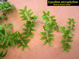 Image result for Lygodium microphyllum