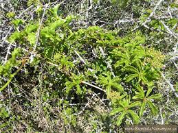 Image result for Cyphostemma congestum