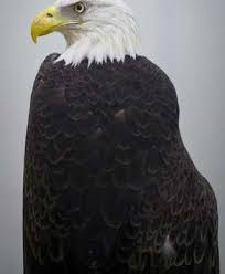 Georgia Southern gets a new bald eagle