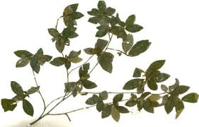 Image result for Mostuea