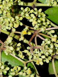 Image result for Cissus cornifolia