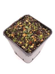 Image result for Genlisea hispidula