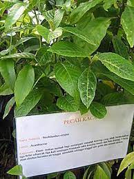 Kini saatnya mencoba meramu manfaat daun keji beling sebagai obat kuat peningkat stamina. Kecibeling Wikipedia Bahasa Indonesia Ensiklopedia Bebas