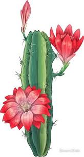 Cactus lovers love their cacti most when they have vibrant rare flowers. 900 Cactus Art Ideas In 2021 Cactus Art Cactus Art