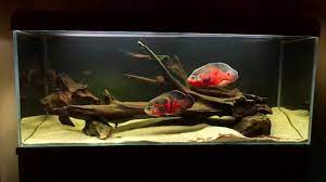 An oscar fish tank size should be no smaller than 55 gallon per fish to prevent putting any unnecessary stress on the fish. Oscar Fish Behavior And Intelligence Everything You Need To Know