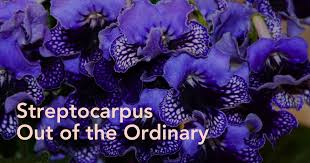 Image result for Streptocarpus myoporoides