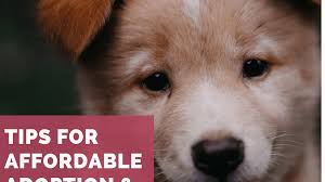 If you are looking to adopt or buy a golden retriever take a look here! The Best Places To Find A Really Cheap Puppy Pethelpful By Fellow Animal Lovers And Experts