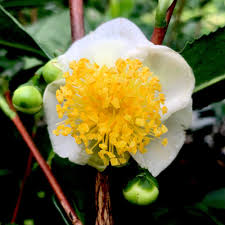 Image result for Camellia sinensis