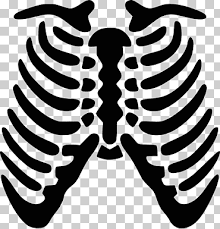 Human rib cage illustration, rib cage heart human skeleton anatomy, skeleton hand transparent background png clipart. Rib Cage Png Images Klipartz
