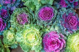 We have lots of pages where you can contribute to throughout this. Can You Eat Ornamental Kale Gardener S Path
