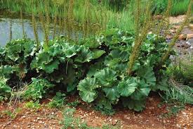 Image result for Eriosema tisserantii