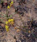 Image result for Asclepias adscendens