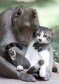 Monkey With Cat Cute Animals Animals Friendship Animals