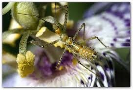 An assassin bug is a predatory insect that feeds on other bugs. Learn More About Assassin Bugs