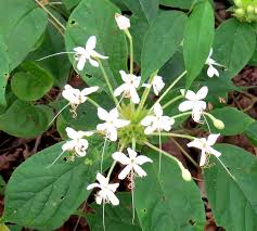 Image result for Clerodendrum capitatum