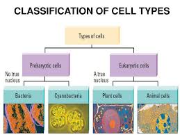 The cell membrane is to a cell as doors are to the restaurant. Ppt Classification Of Cell Types Powerpoint Presentation Free Download Id 6620583