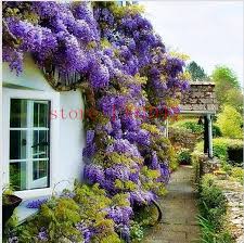 10 Semena Glicinii Otkrytyj Zavod Fioletovyj Gliciniya Semena Cvetov Dlya Diy Domashnem Sadu Podnimites Rotanga Cvetok Beautiful Gardens Dream Garden Plants