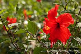 Image result for Hibiscus kirkii