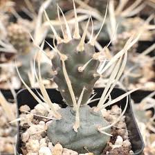 Browse photos, see new properties, get open house info, and research neighborhoods on trulia. Tephrocactus Papyracanthus Paper Spine Cactus Mcg