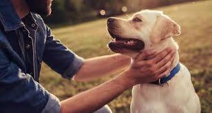 Home delivery and pick up available for buy/sell at your door step. Pet World Ads May Clasf