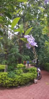 Purple flowering trees grow in a variety of soils and in numerous hardiness zones. Purple Flower Pachmarhi Woodland Purple Flowers Flowers Plants