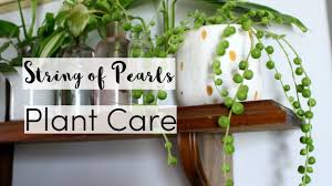 Check spelling or type a new query. 7 Tips To Take Care Of A String Of Pearls Houseplant String Of Pearls Care Guide Youtube