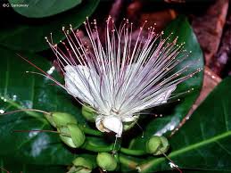 Image result for Barringtonia asiatica
