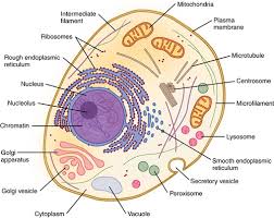 Plant and animal cell differences venn diagram. Plant And Animal Cell Differences Diagrams