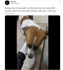 Cerita ini berawal saat saya sedang menunggu tante saya yang dirawat di rumah sakit. Selalu Beri Makan Pemuda Tak Sangka Anjing Jalanan Cari Sampai Tempat Kerja Siap Buat Drama Scene Sedih Tu Seolah Saya Nak Tinggalkan Dia Viral Mstar