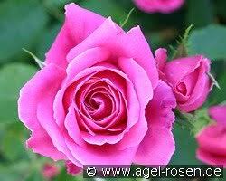 Rose farm keiji rosen tantau sam mcgredy schreurs shizuoka somerset rose nursery sproul stephens swim&ellis takunori kimura tanne ted verschuren teizo yoshiike teranishi terra nigra. Rosen Von Poulsen Kaufen Agel Rosen
