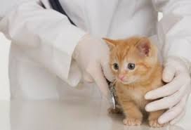 Finding cat grooming near you is as easy as doing a search online. Where To Adopt Kittens For Free Lovetoknow